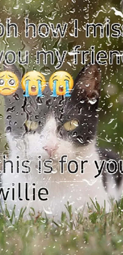 Black and white cat with a heartfelt message in a grassy background.