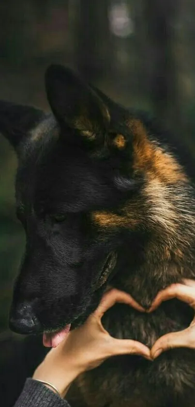 German Shepherd with hands forming a heart against a dark, natural background.