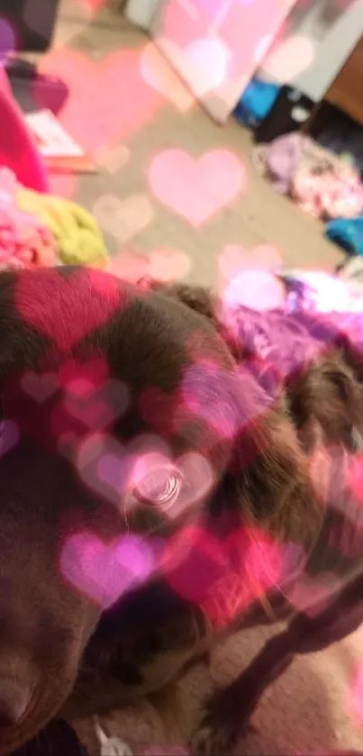 Cute dog with pink heart overlay wallpaper.