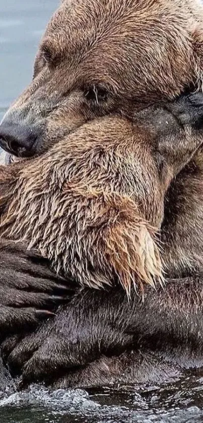 Bears lovingly embracing in water.