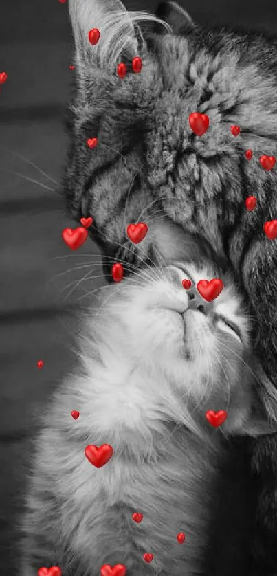 Heartwarming black and white cat embrace wallpaper.