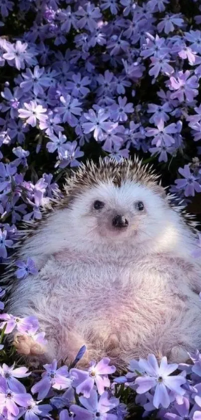 Cute hedgehog lying among purple flowers, perfect wallpaper.