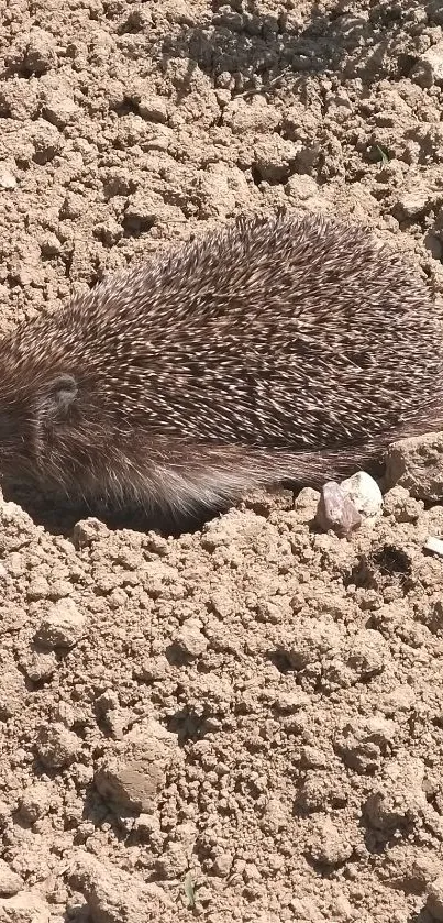 Hedgehog lying on sandy terrain in the sun.