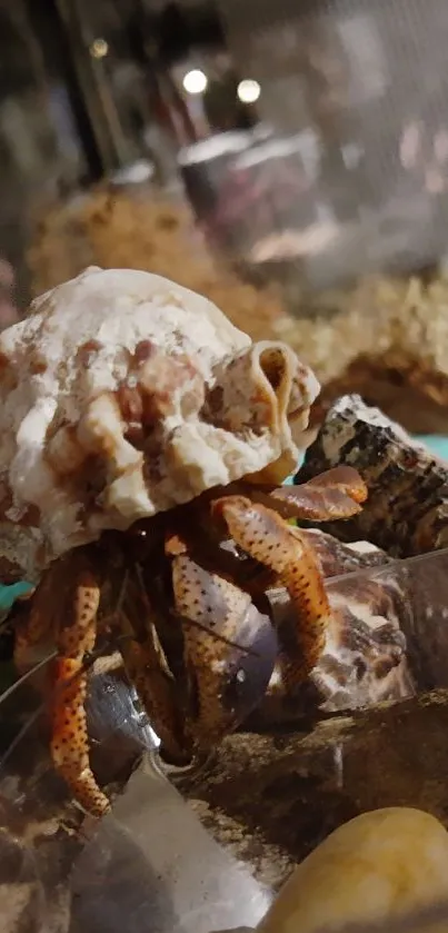 Close-up image of a hermit crab in its natural shell home for mobile wallpaper.