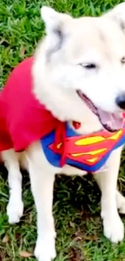 Fluffy dog in superhero costume sitting on grass.