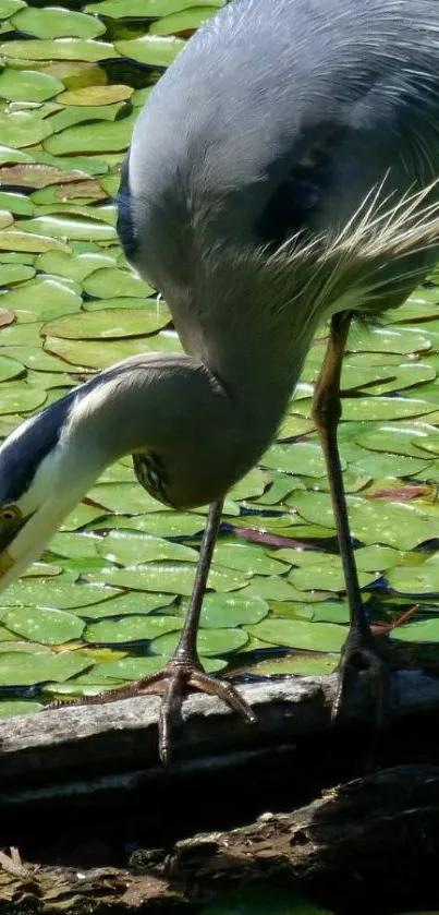 Heron standing on log by lily pond with green leaves.