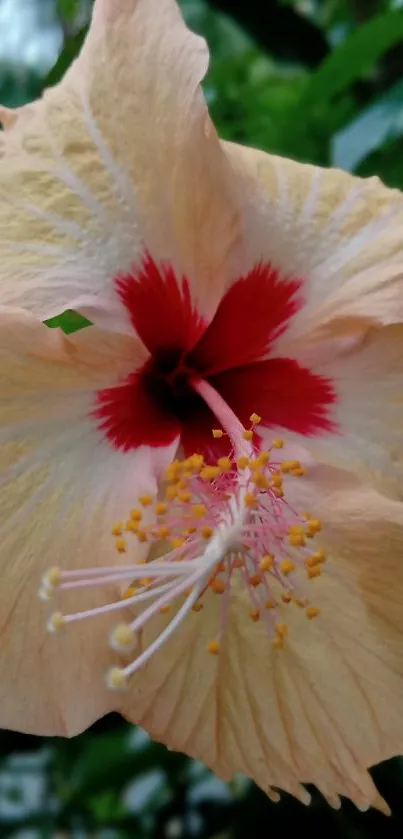 Close-up of a peach and red hibiscus flower in nature.