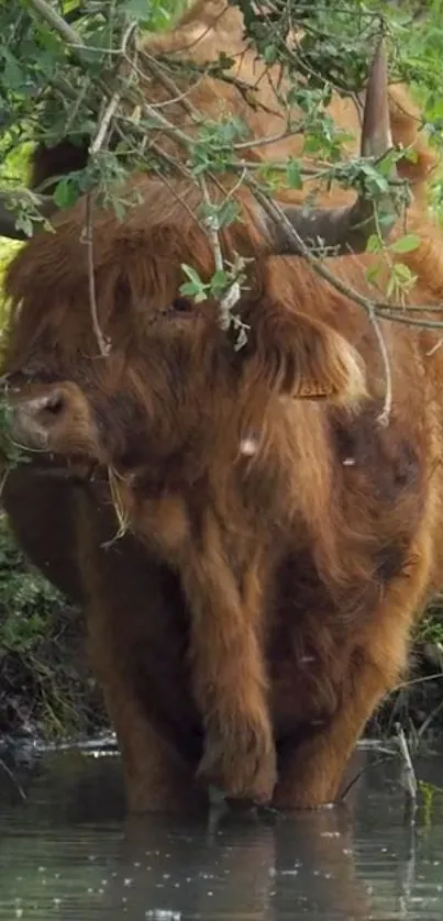 A brown highland cow in shallow water under a lush green tree.