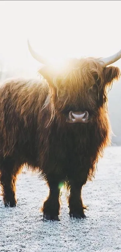 Highland cow backlit by sunrise on frosty field.