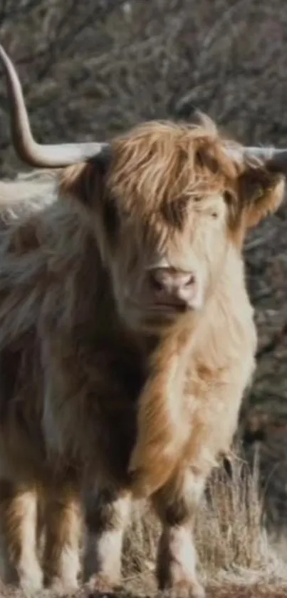 Highland cow standing in natural setting, showcasing large horns and fluffy fur.