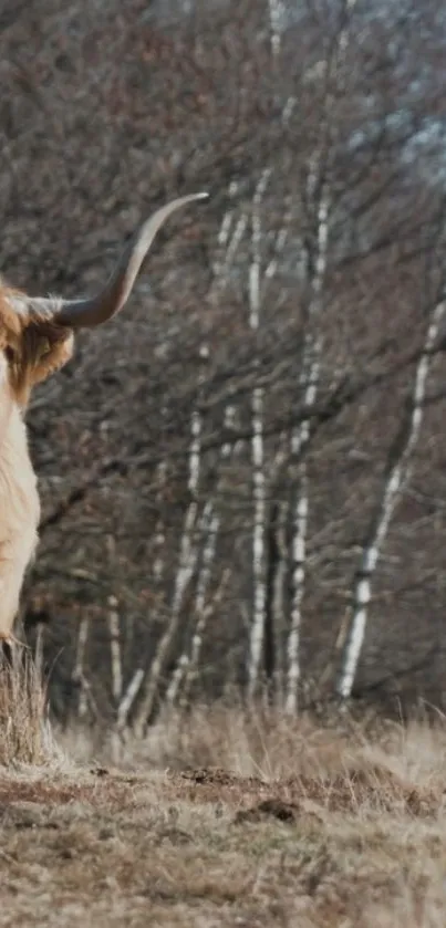 Highland cow standing in a serene autumn forest.