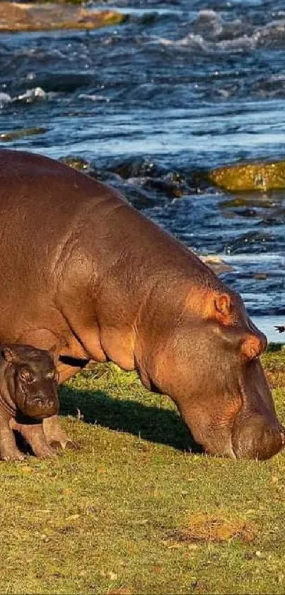 Hippos by the river, serene nature scene.