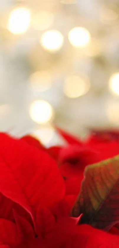 Vibrant red poinsettias with glowing lights bokeh background.