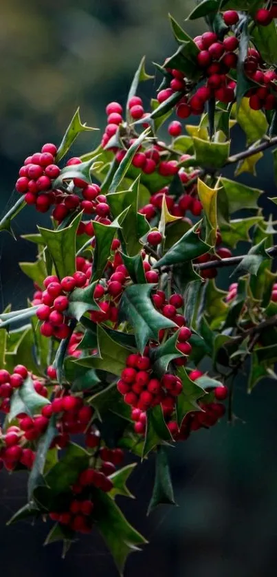 Holly branch with red berries and green leaves in focus.