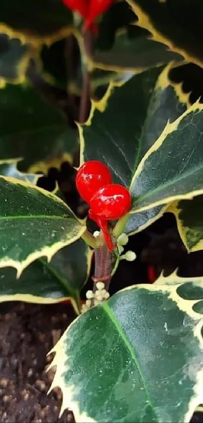 Holly leaves with red berries in decorative arrangement.