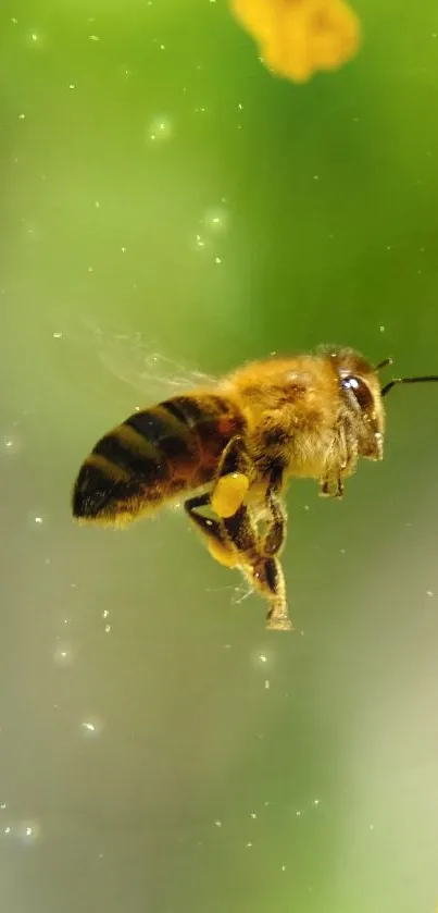 Honey bee near vibrant yellow flowers on green background.