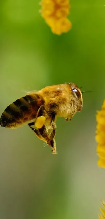 Honey bee approaching yellow flowers with green background.