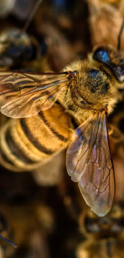 Close-up image of honey bees in their natural habitat.