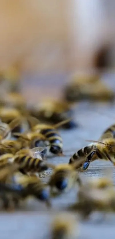 Close-up of honey bees on weathered wooden surface.