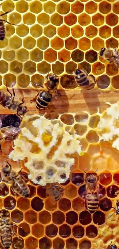 Close-up of vibrant honeybee hive showing bees and honeycomb.