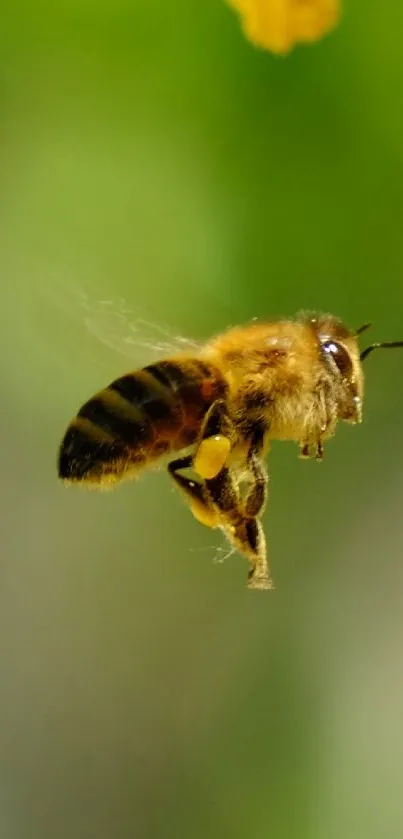 Close-up of a honeybee in flight with a blurred green background.