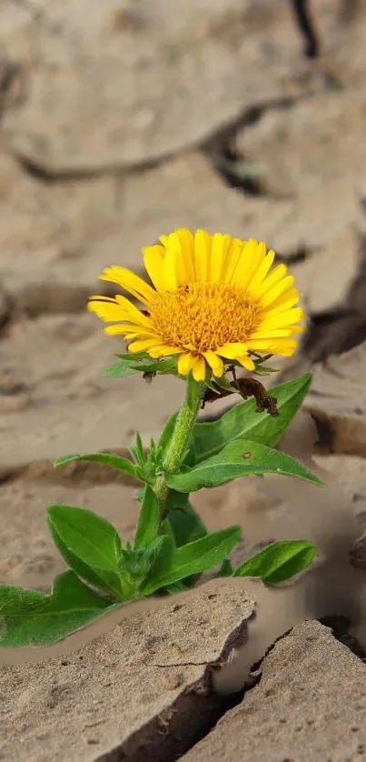 Yellow flower grows through cracked, dry earth.