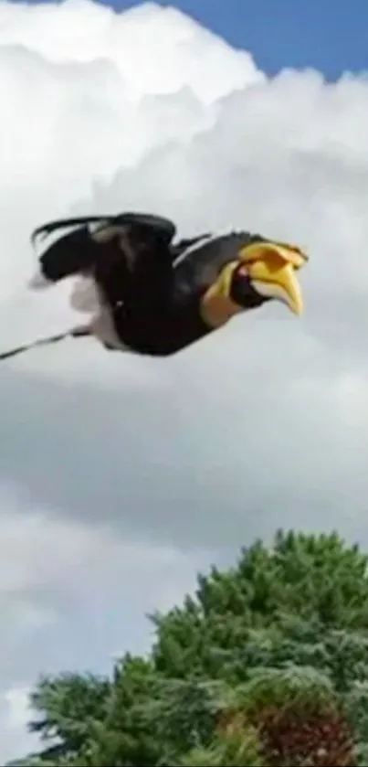 Hornbill soaring in the sky with trees and clouds.