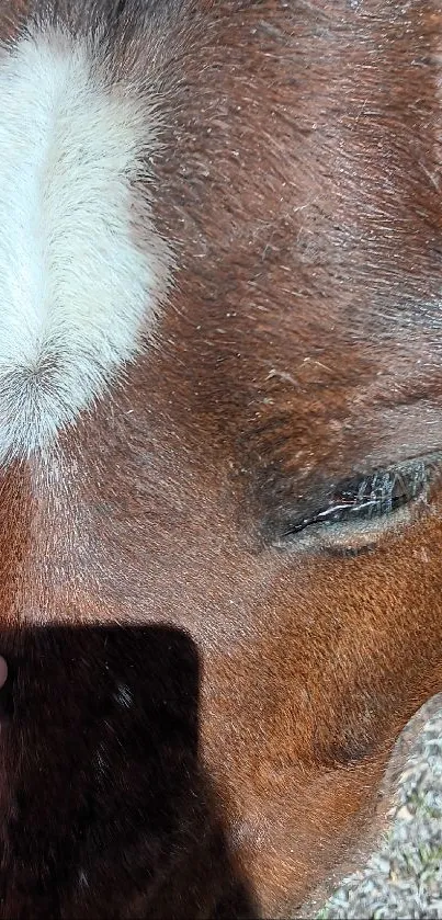 Close-up image of a brown horse's face with a white blaze and gentle expression.