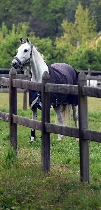 Horse Fence Working Animal Live Wallpaper