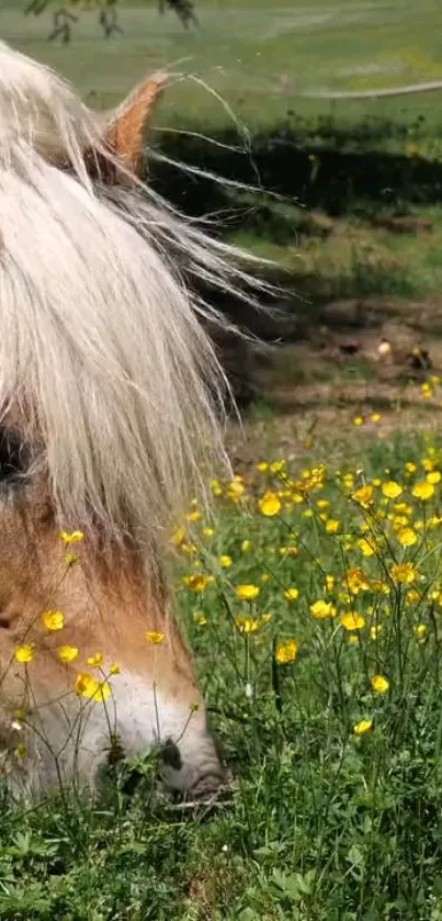 Horse grazing in a meadow with yellow flowers and green grass.