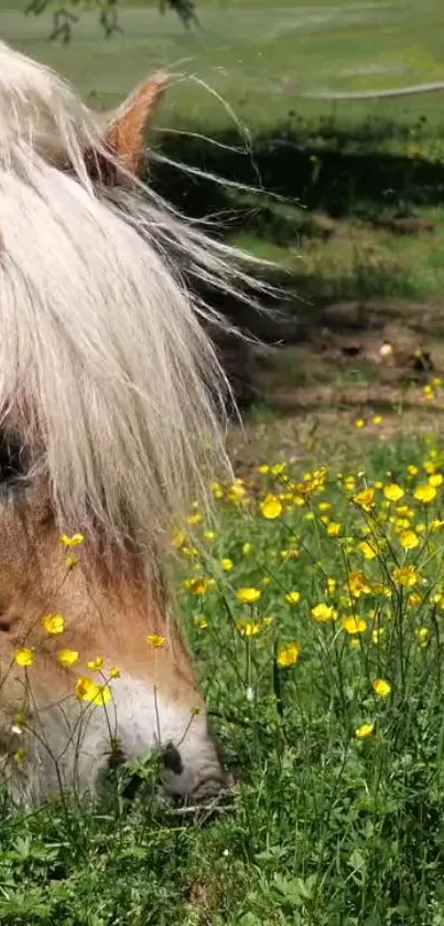 Horse grazing in a field of yellow flowers.