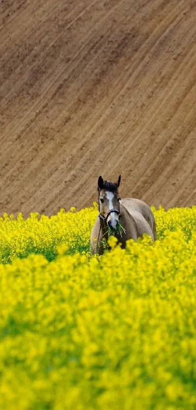 Majestic horse in a yellow floral field against a brown earthy background.