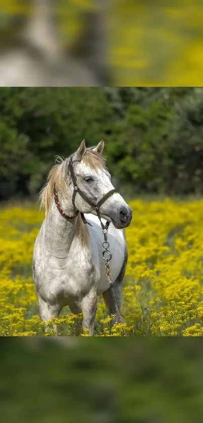 Horse Plant Natural Landscape Live Wallpaper