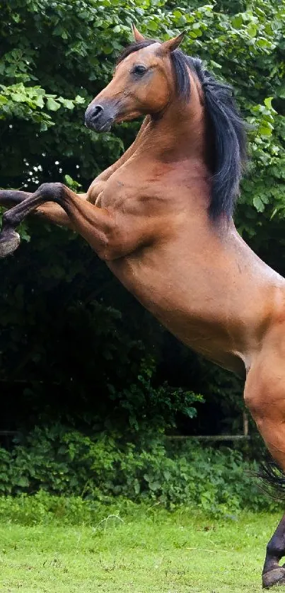 Horse Plant Working Animal Live Wallpaper