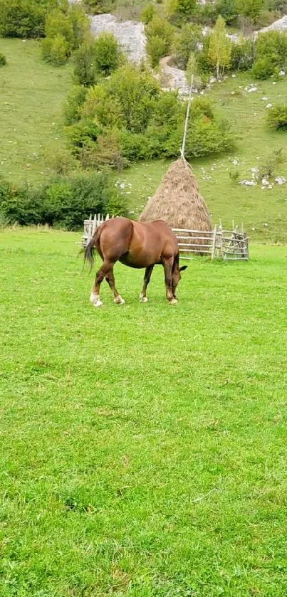 Horse Plant Working Animal Live Wallpaper