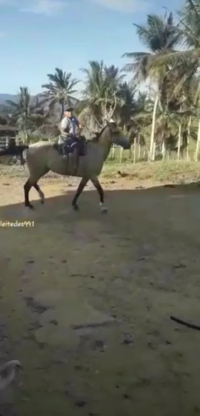 A person riding a horse in a tropical setting with palm trees and blue sky.