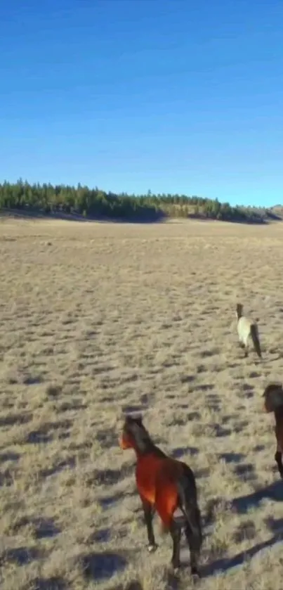 Wild horses roam freely under an expansive blue sky.