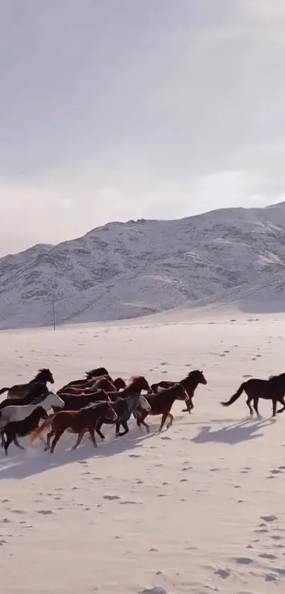 Wild horses running across snow-covered mountains.