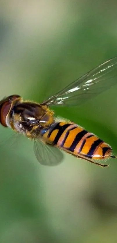 Hoverfly in flight with a green background.