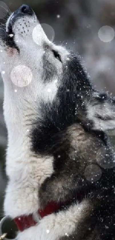 Majestic husky howling in snowy landscape.