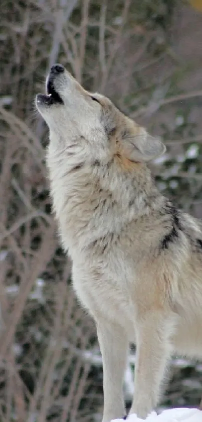 Wolf howling in a snowy forest backdrop.