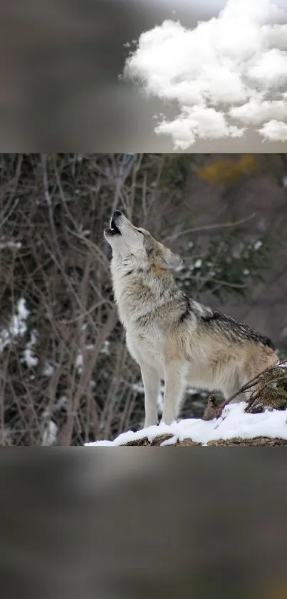 Howling wolf in snowy forest by cloudy sky.