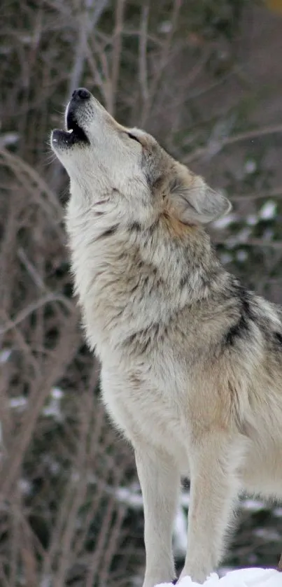 A wolf howling in a snowy winter forest.