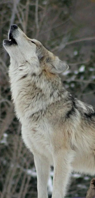 Gray wolf howling in a snowy forest.