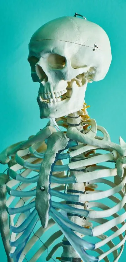 Detailed skeleton on a teal background, perfect for anatomy lovers.