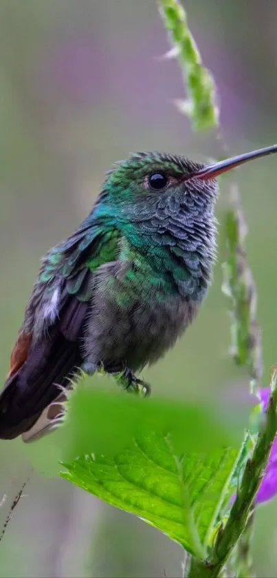 Hummingbird perched on green stem amidst purple flowers.