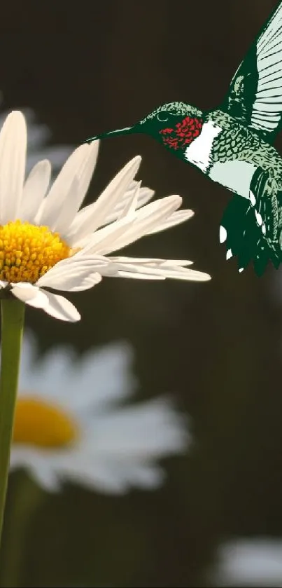 Hummingbird near daisies in nature scene wallpaper.