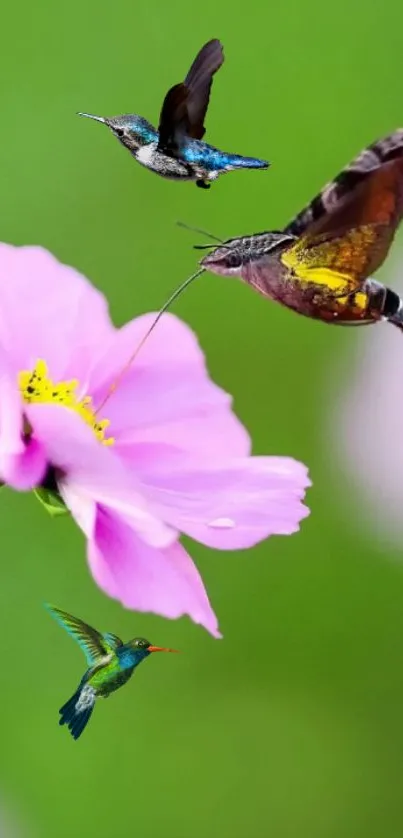 Hummingbird and butterfly around a pink flower on a green background.