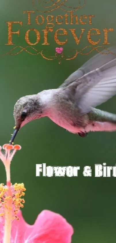 Hummingbird hovering over a pink flower with soft green background.