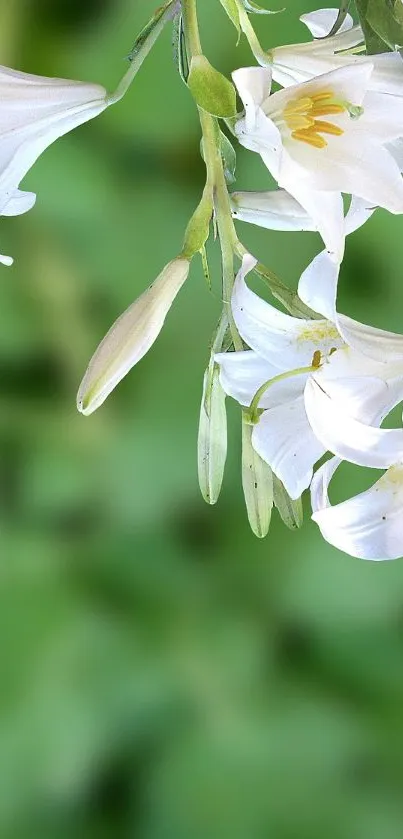 Colorful hummingbird next to white lily flowers on a green background.